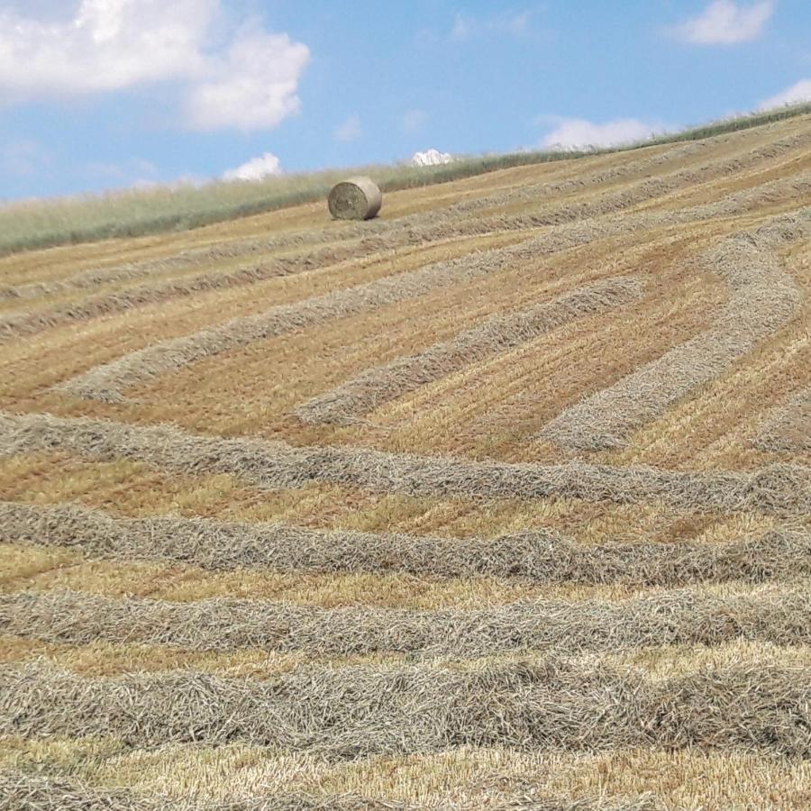Agriturismo Il Colore Del Grano San Vittore  Exterior foto